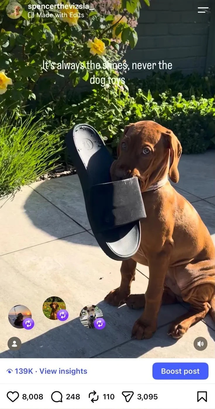 Instagram reel of Spencer the Vizsla holding a slider shoe, captioned it is always the shoes, never the dog toys. 139 thousand views and 8,008 likes.