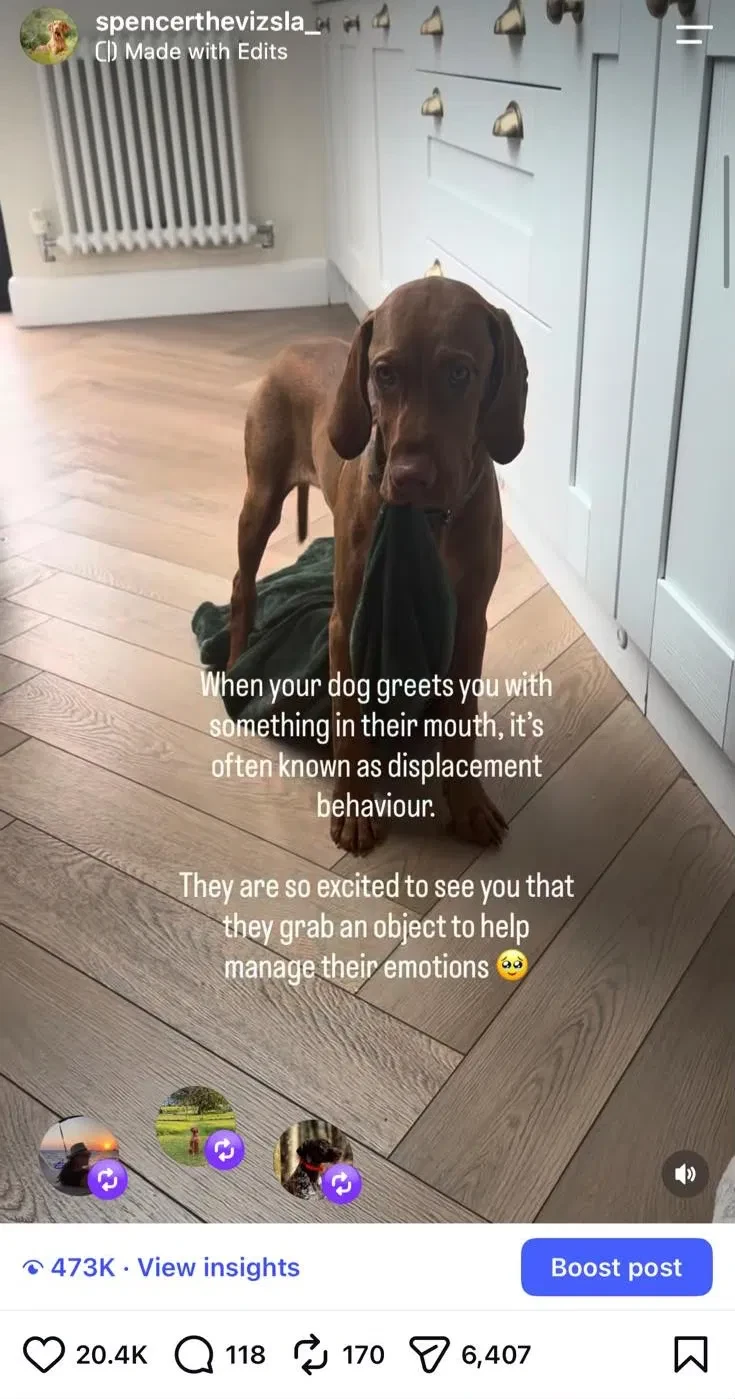 Instagram reel of Spencer the Vizsla holding a blanket, captioned with an explanation of displacement behaviour in dogs. 473 thousand views and 20.4 thousand likes.